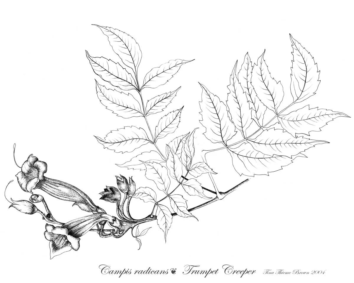 Trumpet Creeper