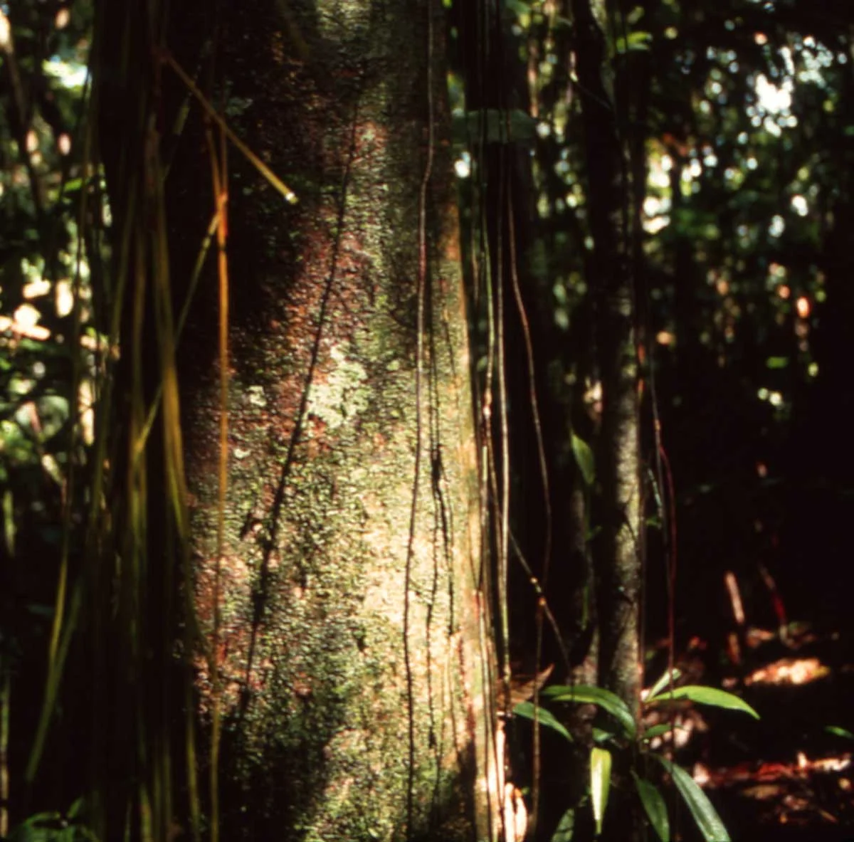 La Selva Tree Vines