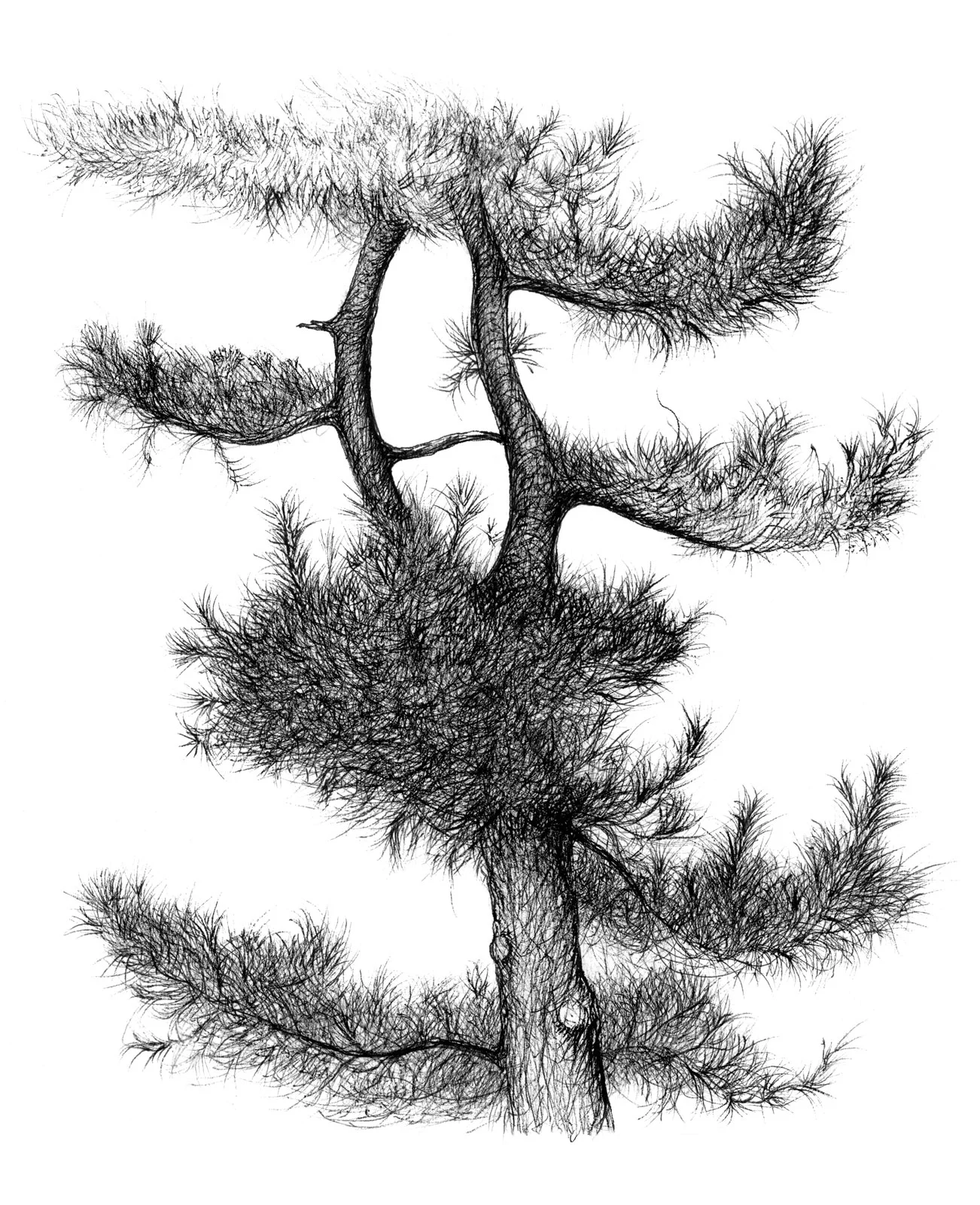 Drawing from Bonsai, at the National Bonsai &amp; Penjing Museum