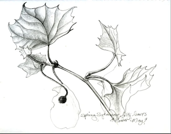 Art &amp; Nature Journaling with Mixed Media