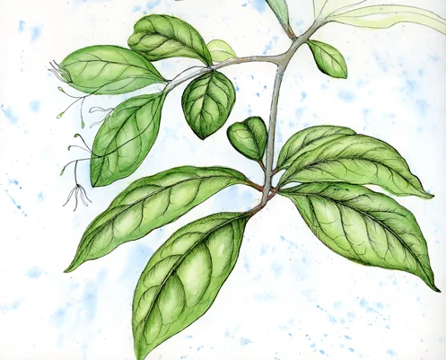 Spring Hike on Sugarloaf Mountain