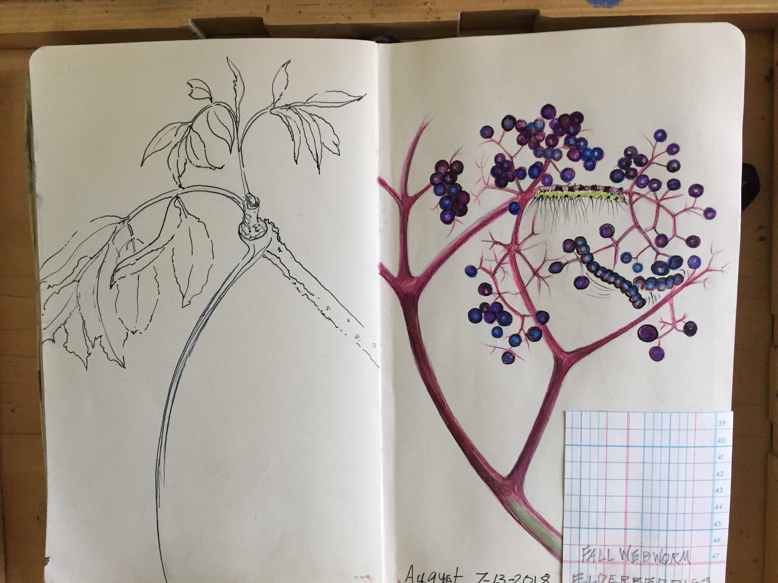 Spring Nature Drawing Workshop