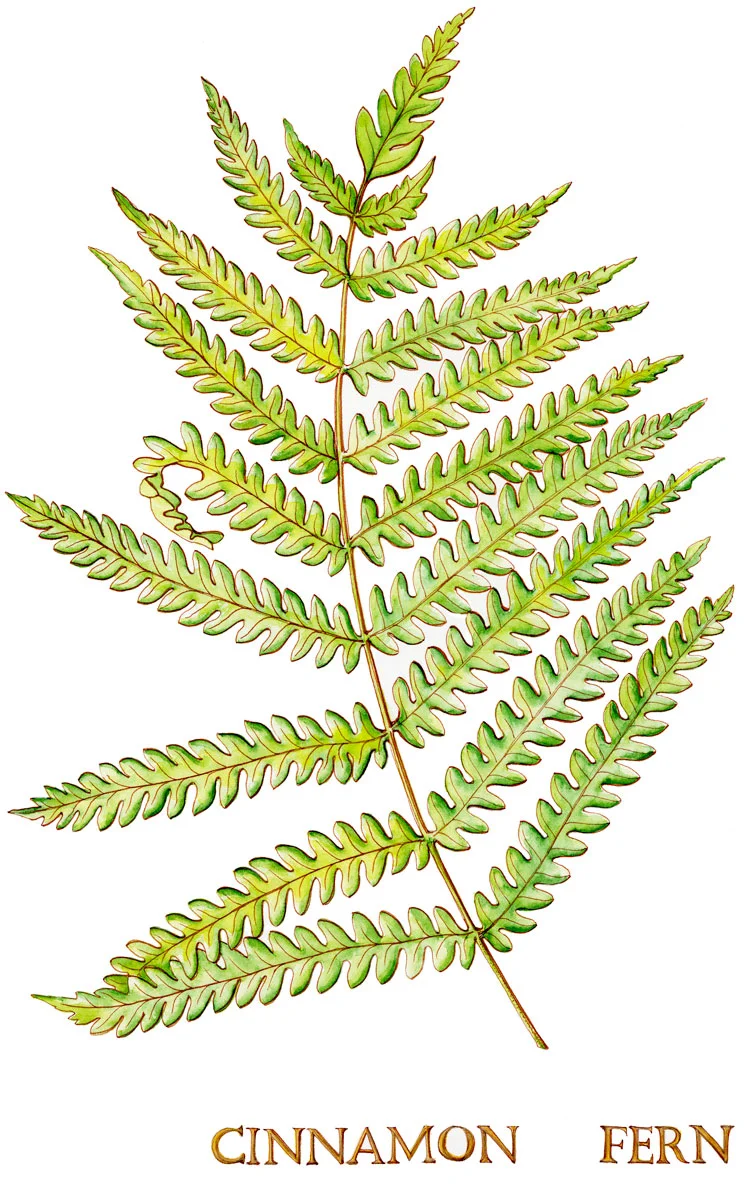 Pen and Ink,  Watercolor painting of a native woodland fern.