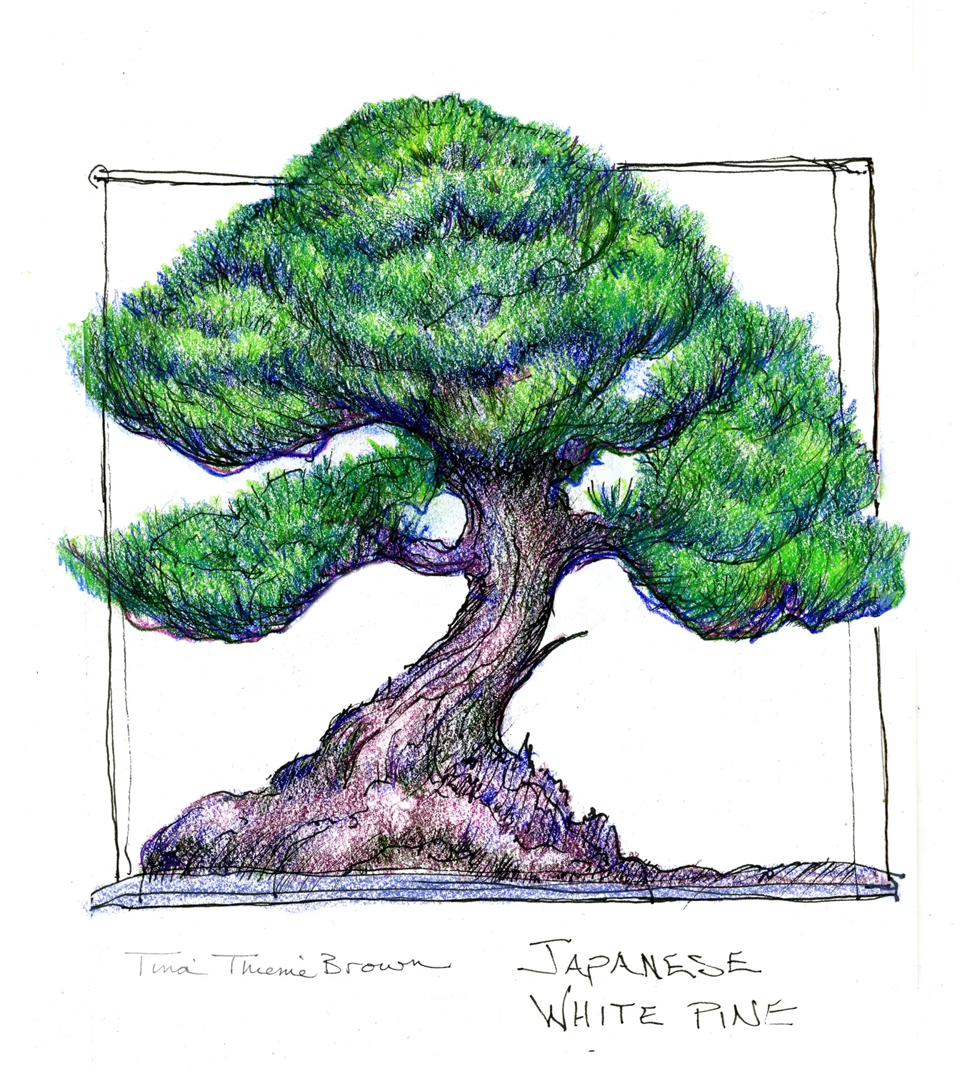 Drawing from Bonsai at the National Bonsai &amp; Penjing Museum