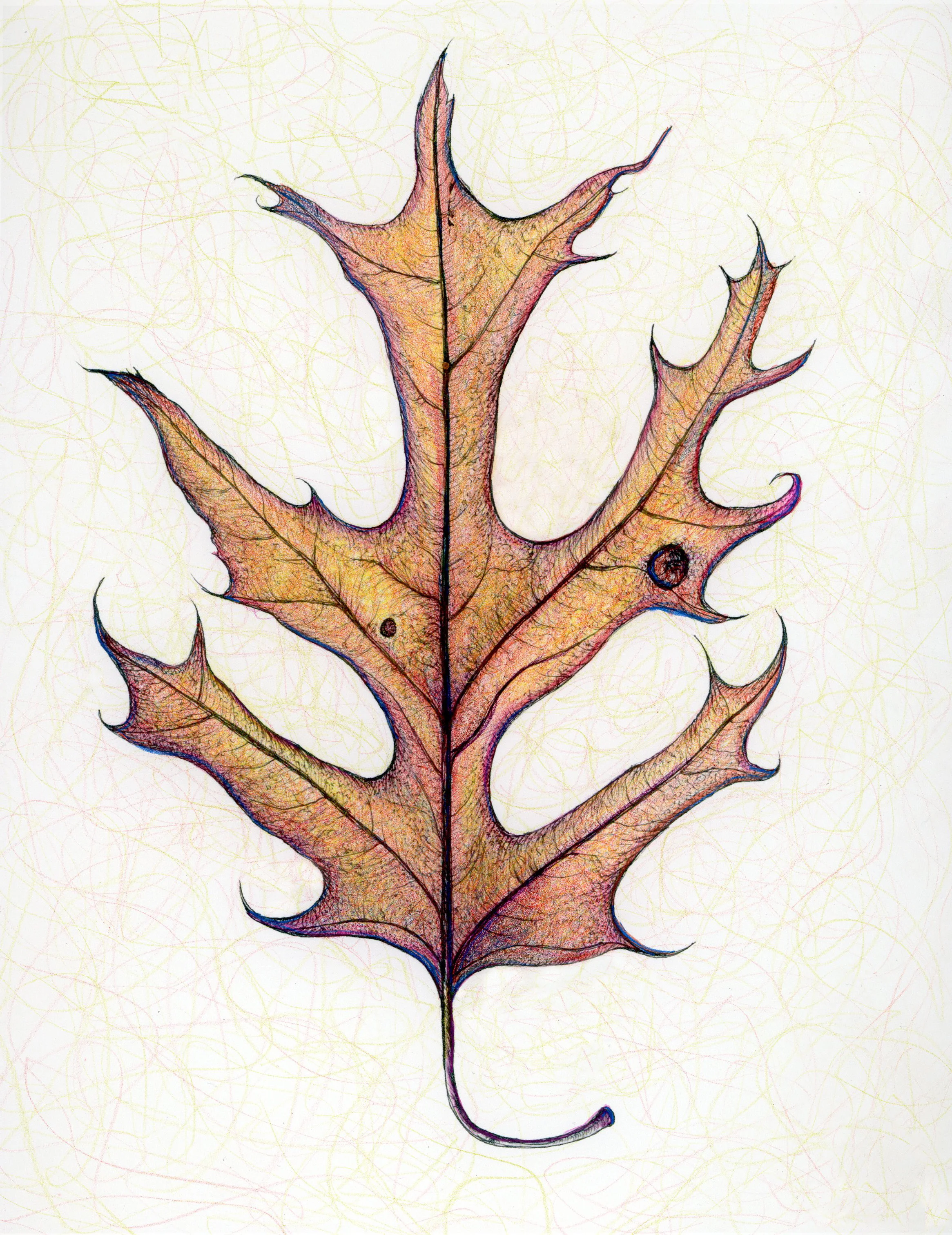 Fall Leaf Drawing Workshop at Audubon Naturalist Society