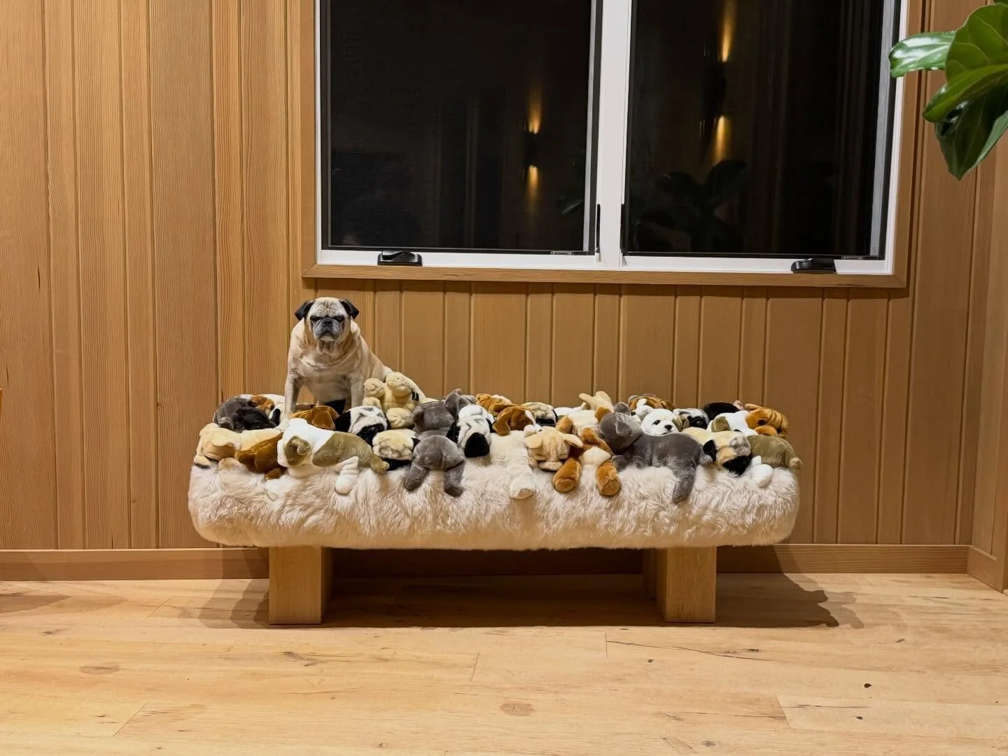 dog interior designer #adtop100