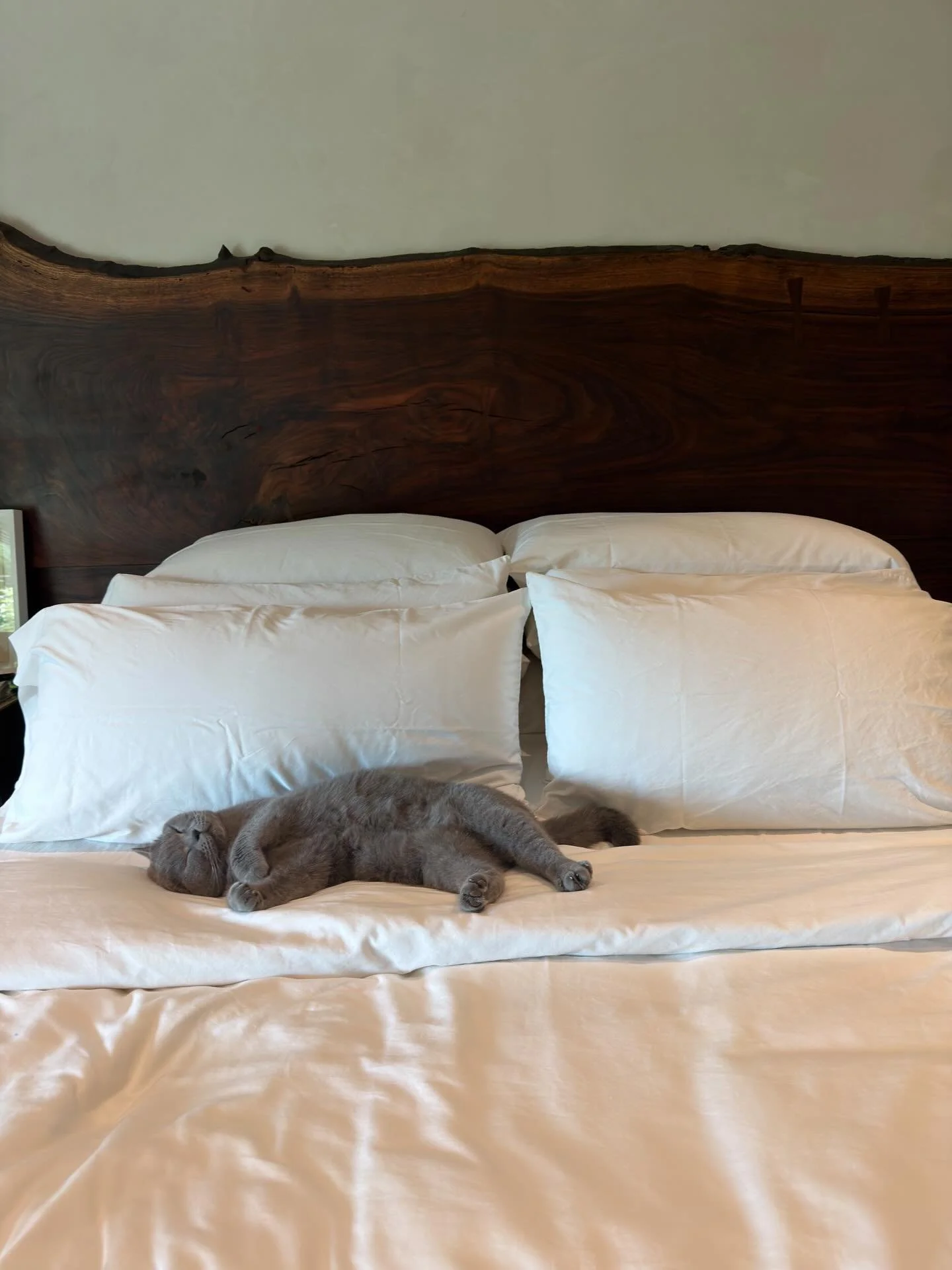 if only i had this much chill. #catlife
