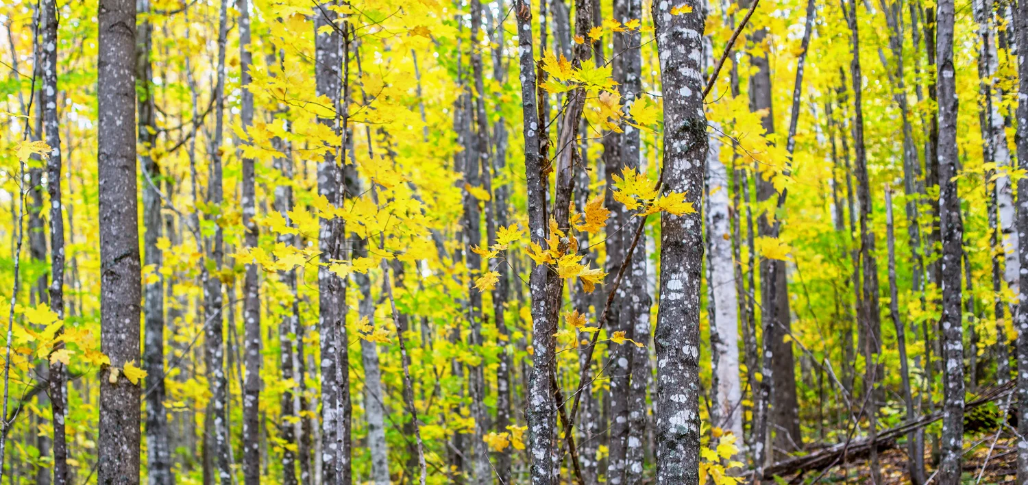 Fall-Leaves_web.jpg