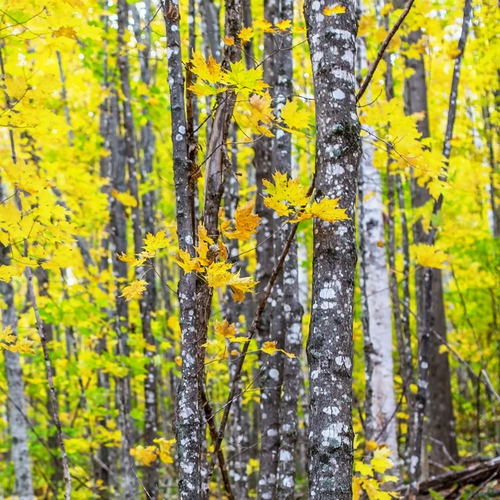 Fall-Leaves_web.jpg