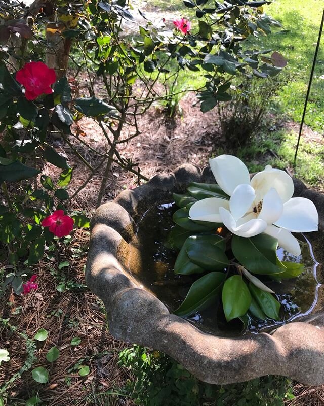 She is called Magnolia Grandiflora and I think that says it all don&rsquo;t you?#magnoliablooms#springfever#saferathome