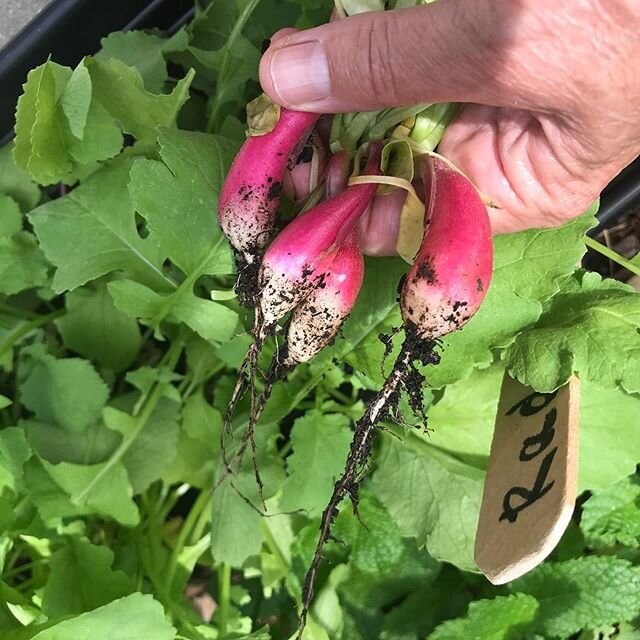 From seed to delicious I am enjoying these babies today#victorygarden#growyourownfood#radishlove