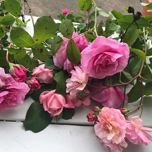 Five different pink roses from my garden, time for rose baths, and tea and oil rose#roseessence#sweet frangerance#flowerfondling