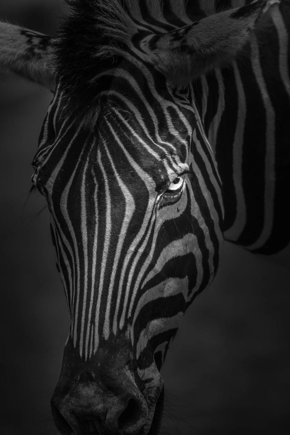 Chapman's Zebra