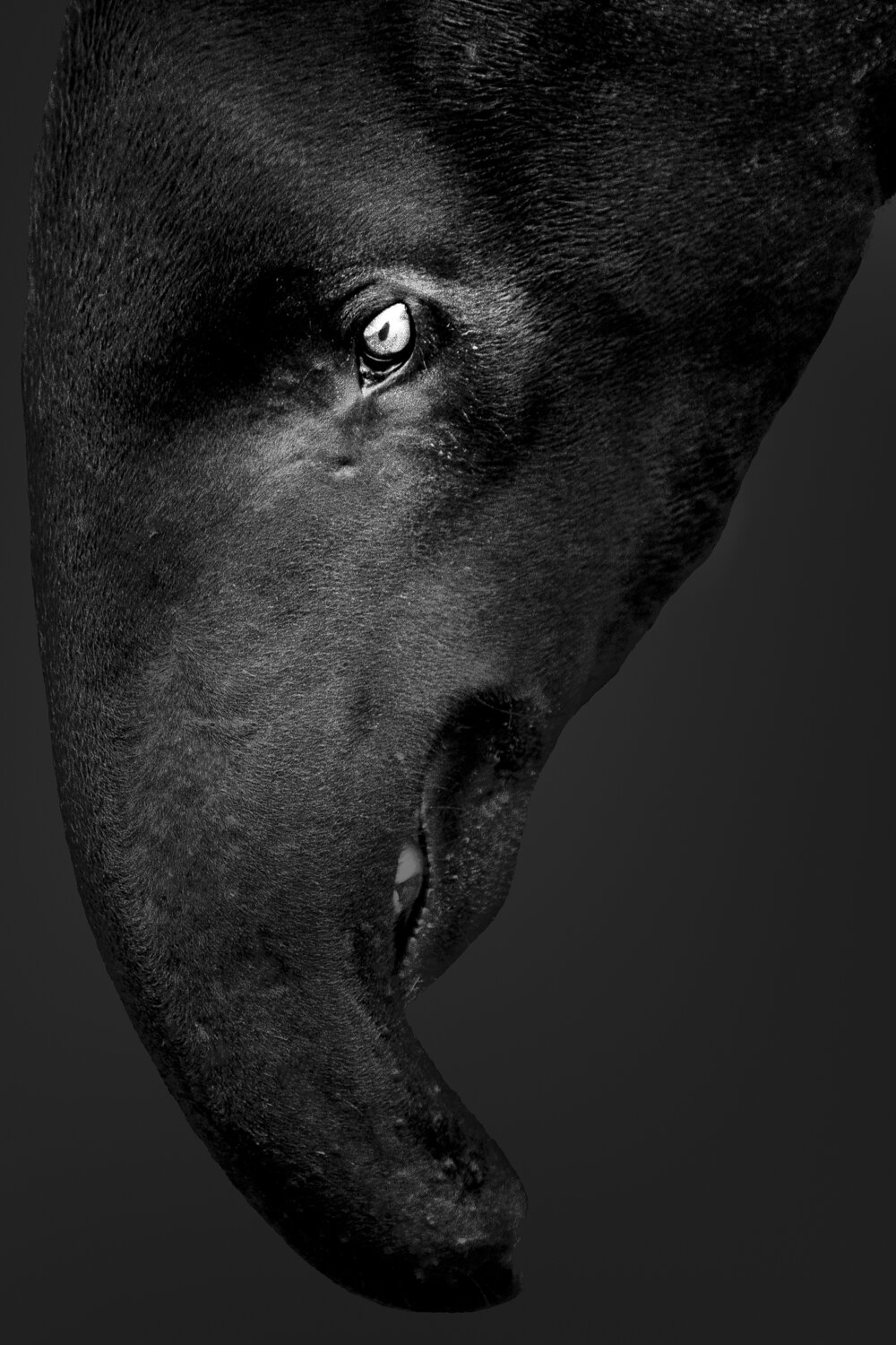 Malayan Tapir