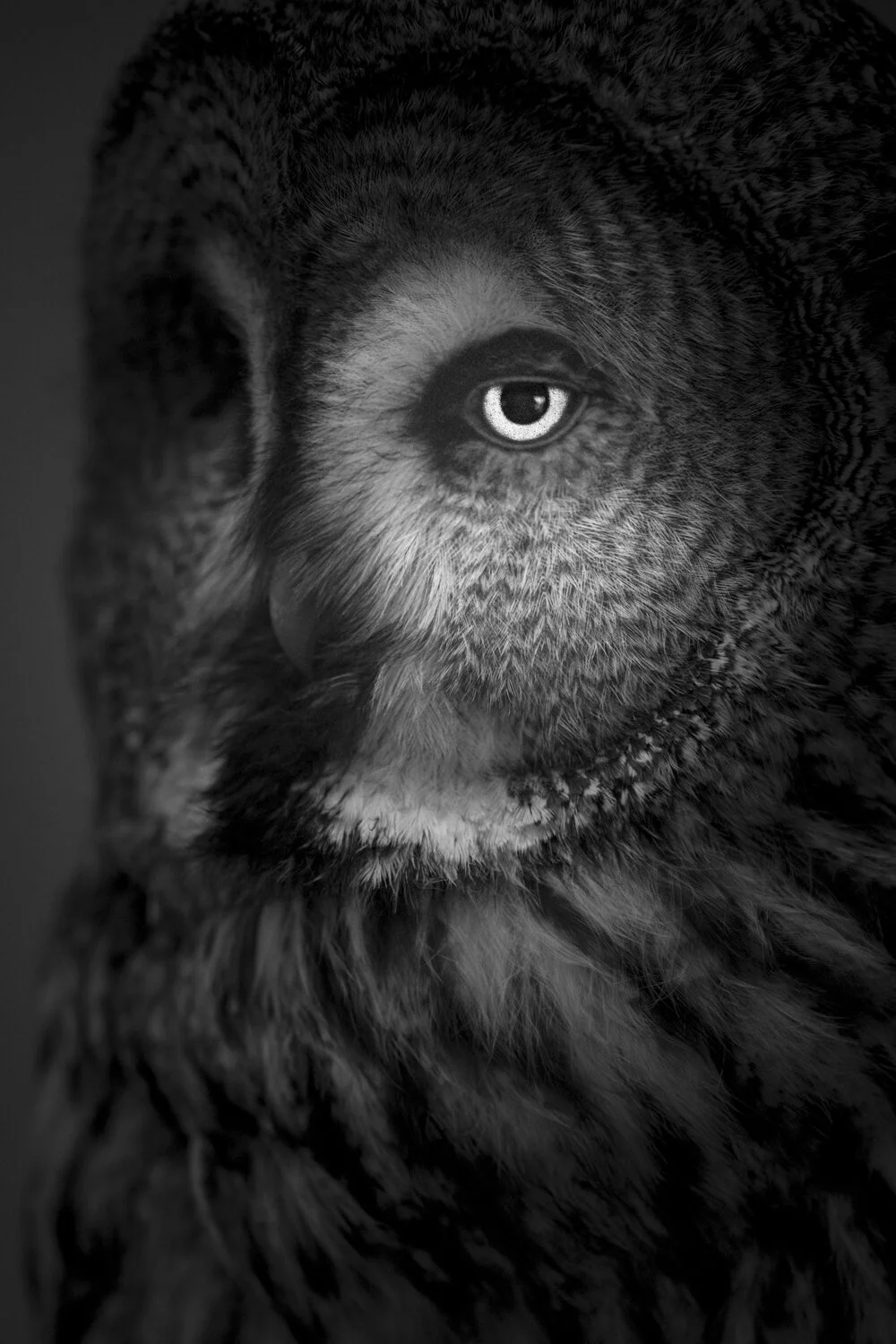 Great Gray Owl