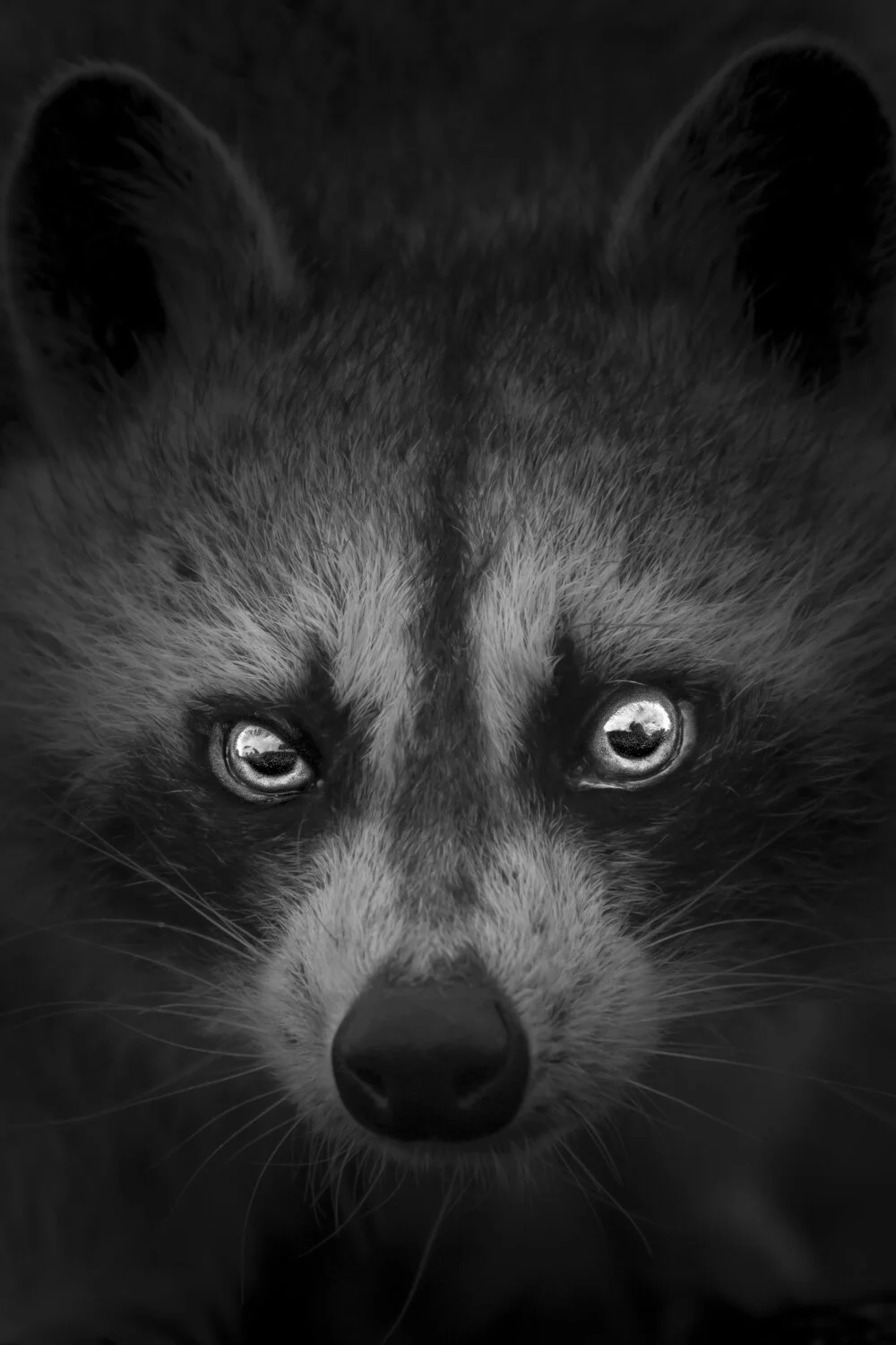 Raccoon(Common Raccoon)