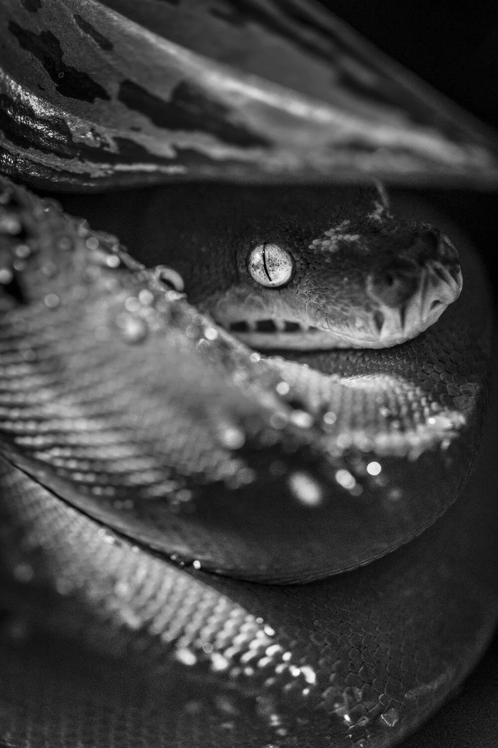 Jungle Carpet Python