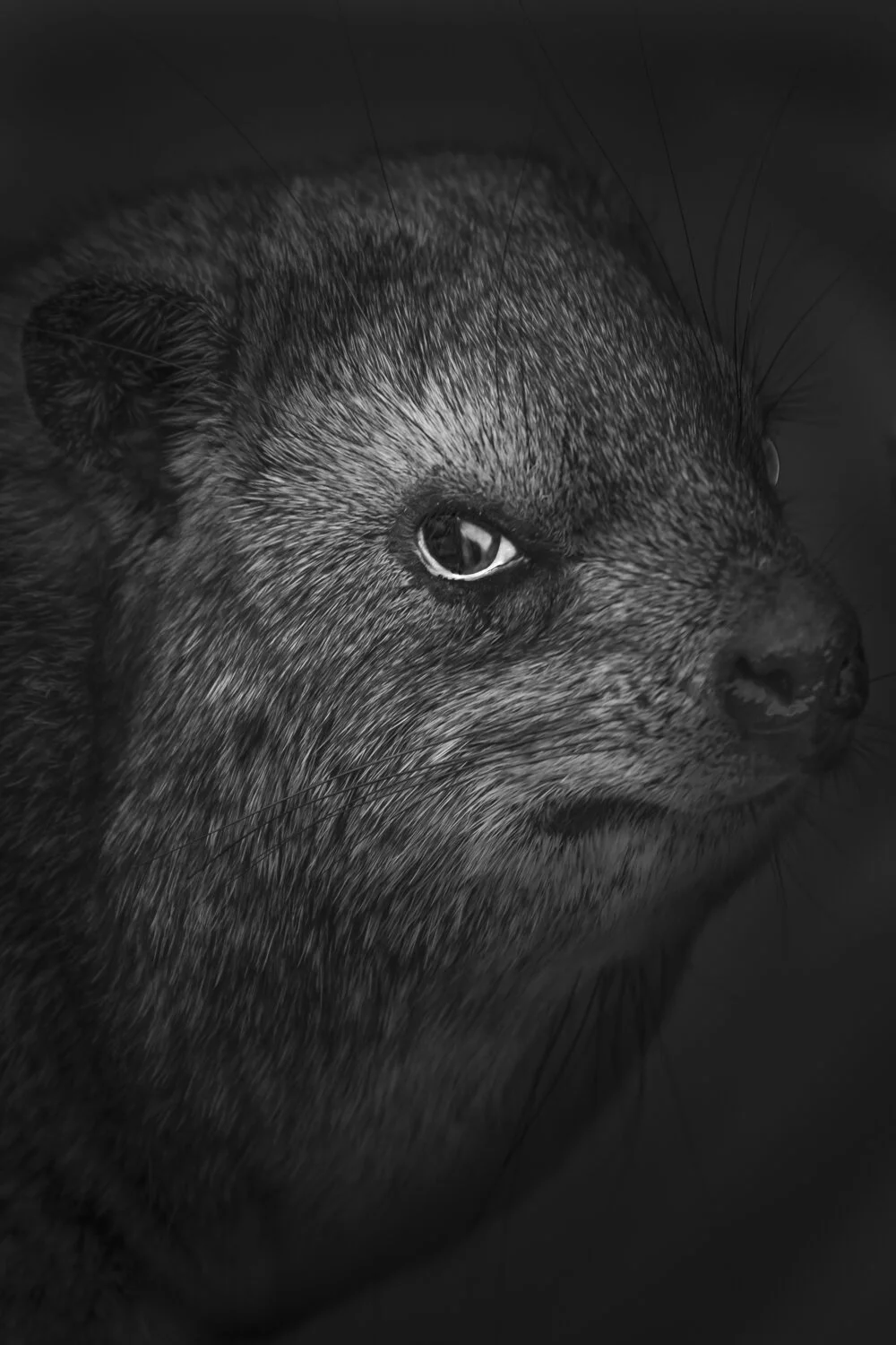 Cape Hyrax