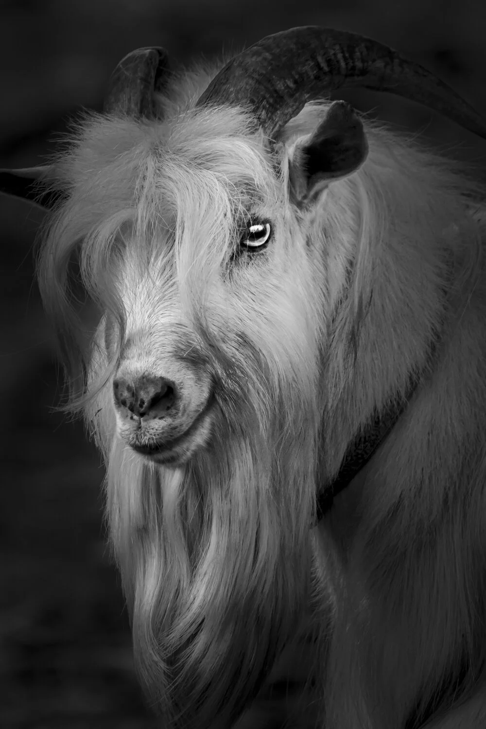 Shiba Goat