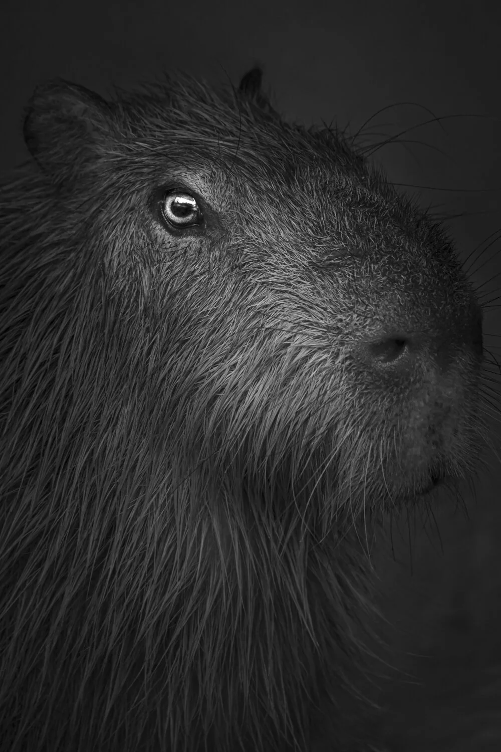 Capybara