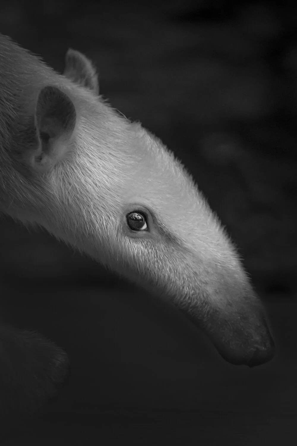 Southern Tamandua