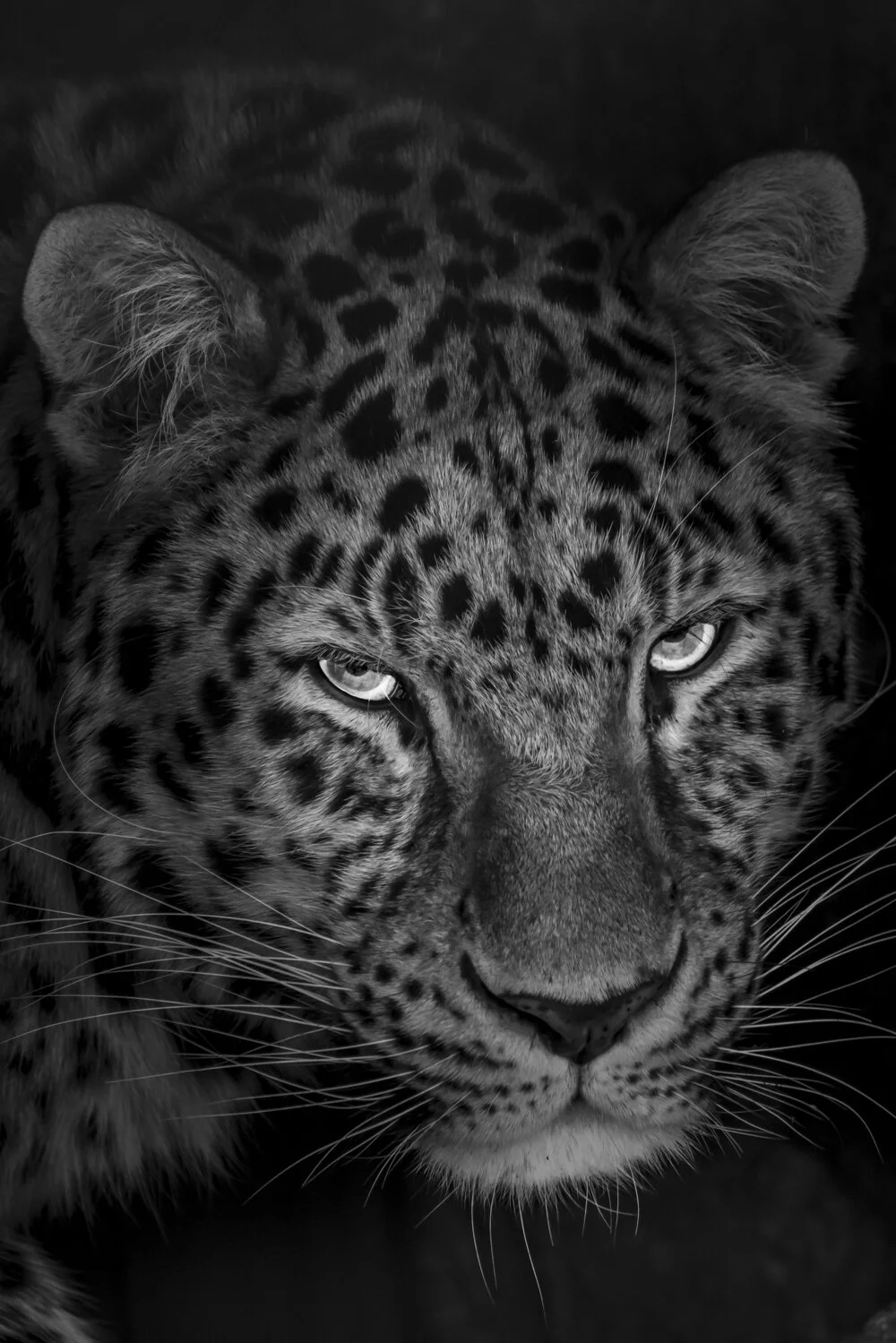 Amur leopard