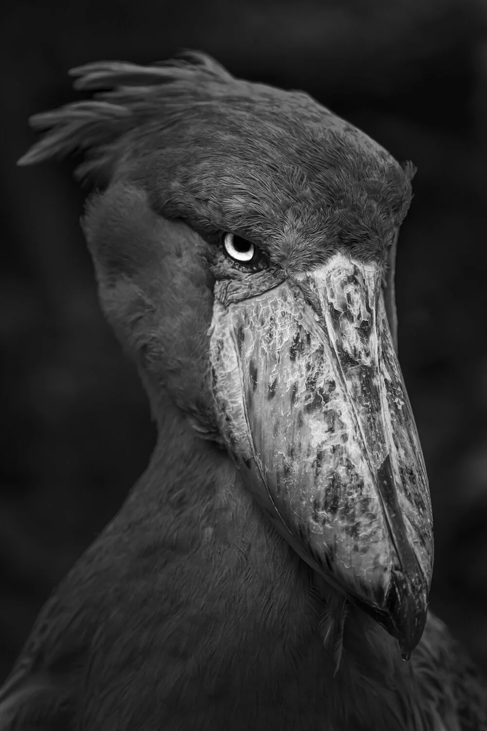 Shoebill(Whale-headed Stork)