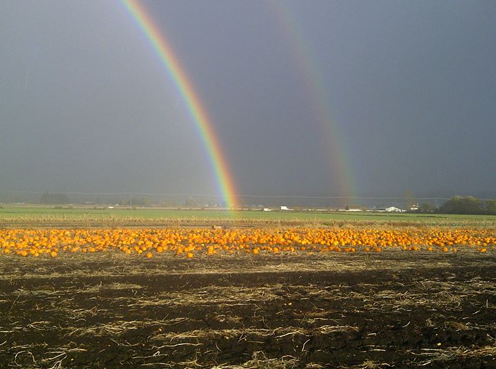 pumpkin patch rainbow.jpg