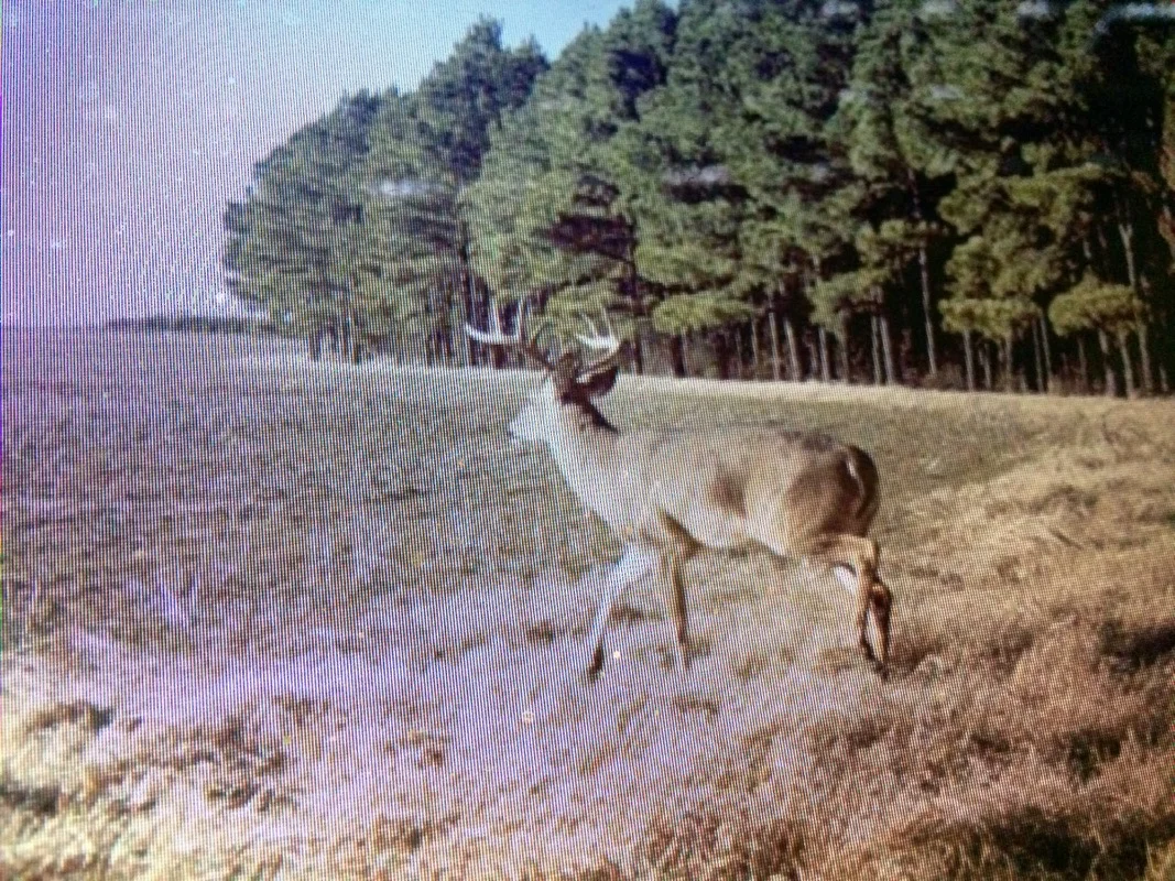 big deer.jpg