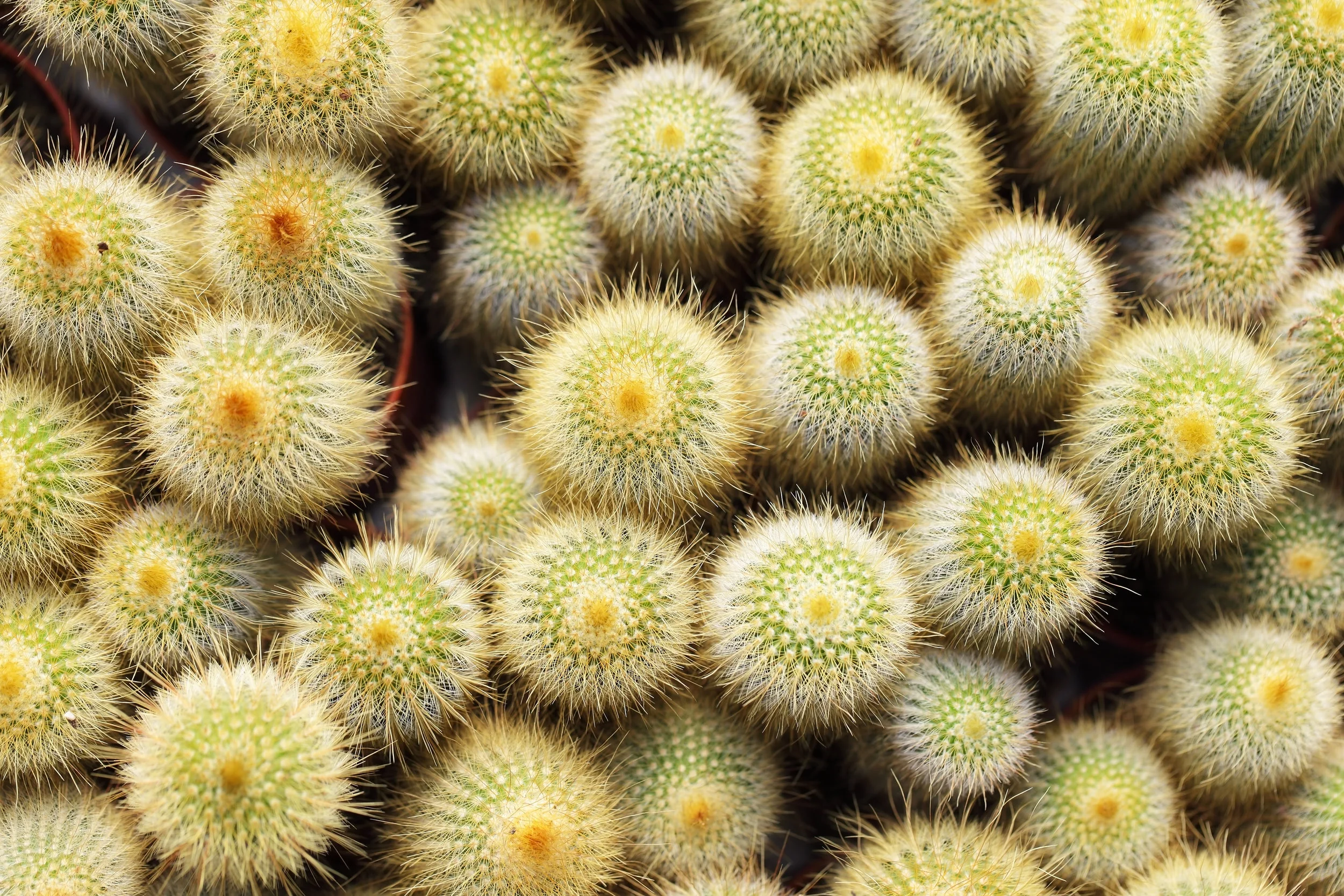 AdobeStock_121714562.jpeg