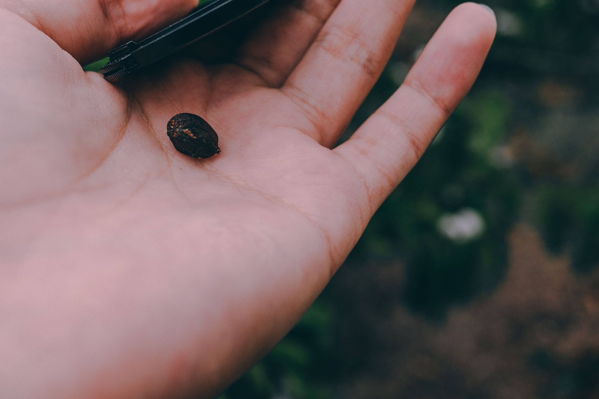 My first coffee seed.