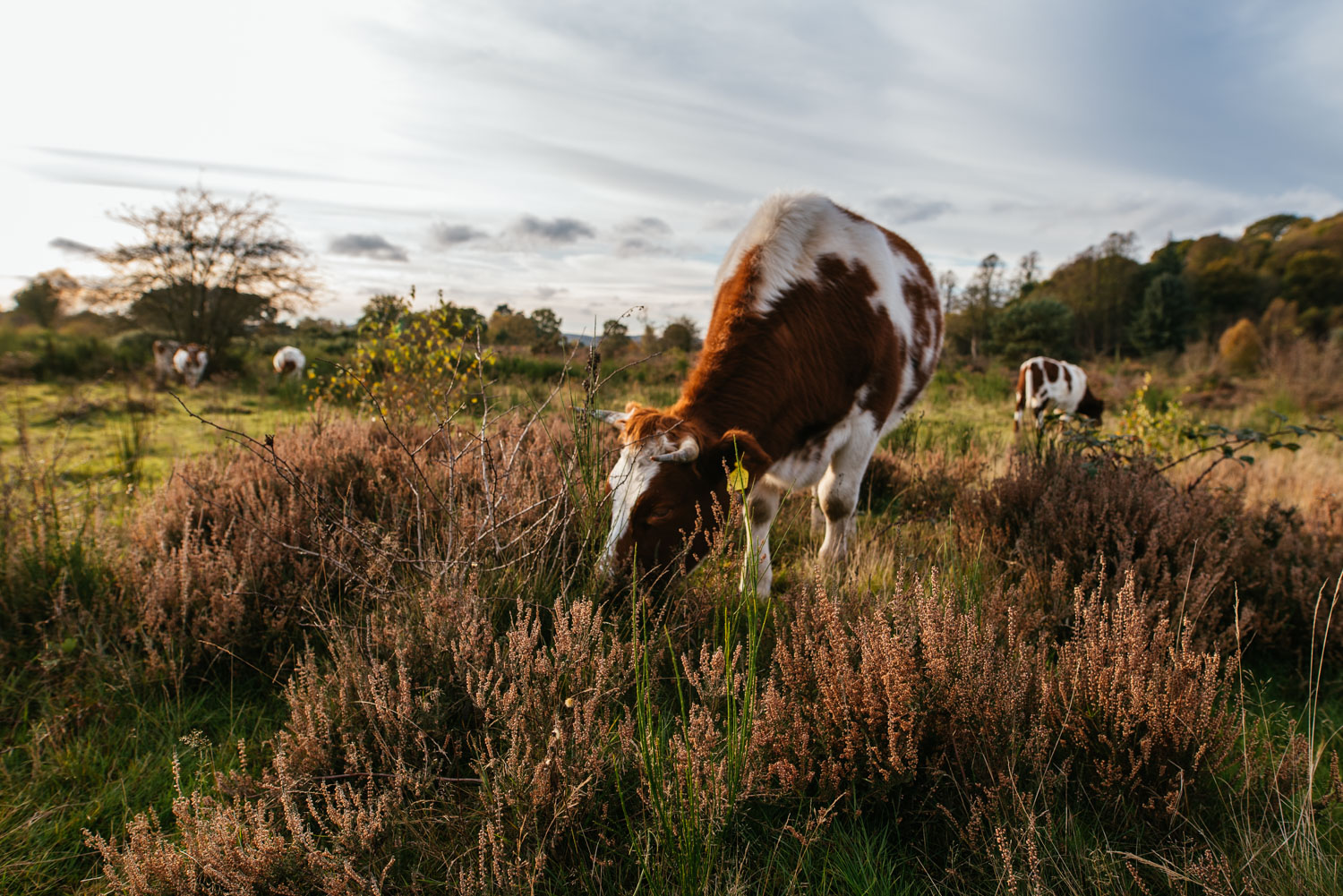 Autumn (2 of 3).jpg