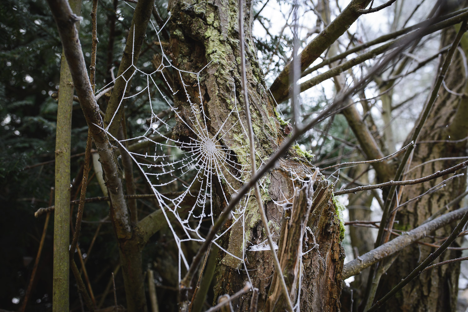 An impressive, frosty cobweb in the Rifle Range Nature Reserve, Worcestershire.