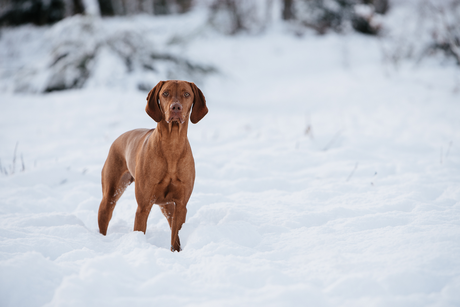 Winter snowfall in Worcestershire-15.jpg