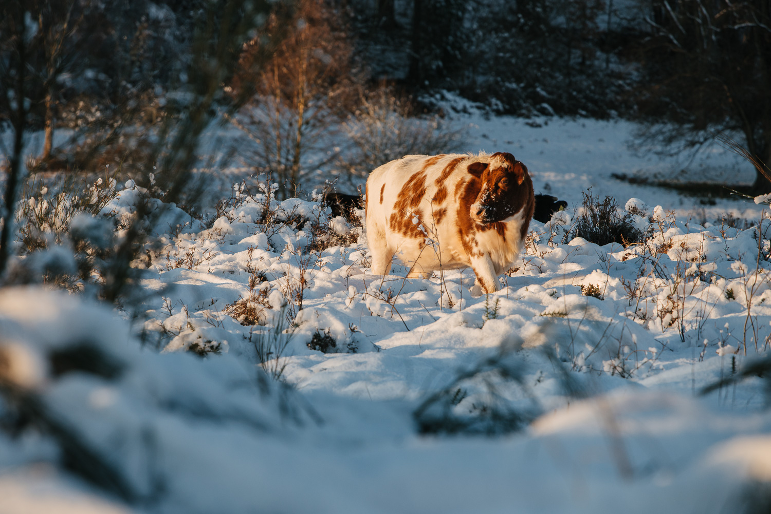 Winter snowfall in Worcestershire-10.jpg