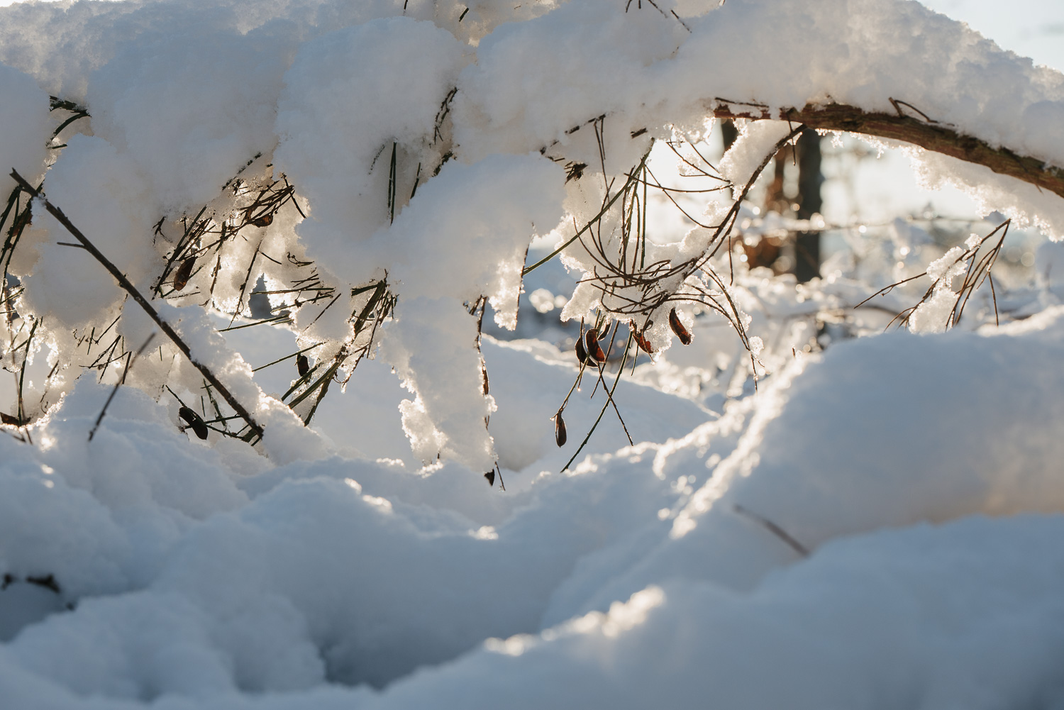 Winter snowfall in Worcestershire-5.jpg