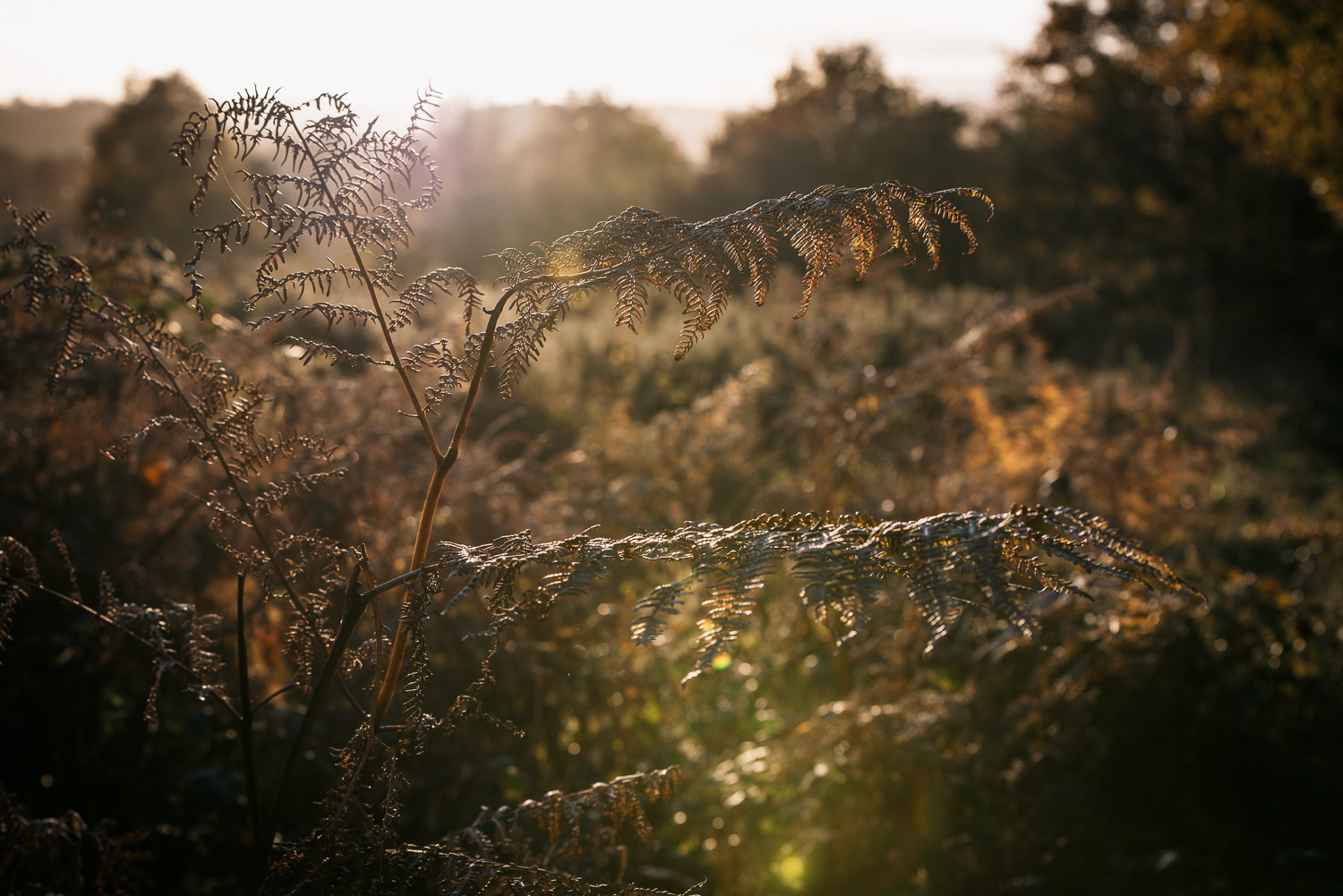 Photographer in Worcestershire-4.jpg