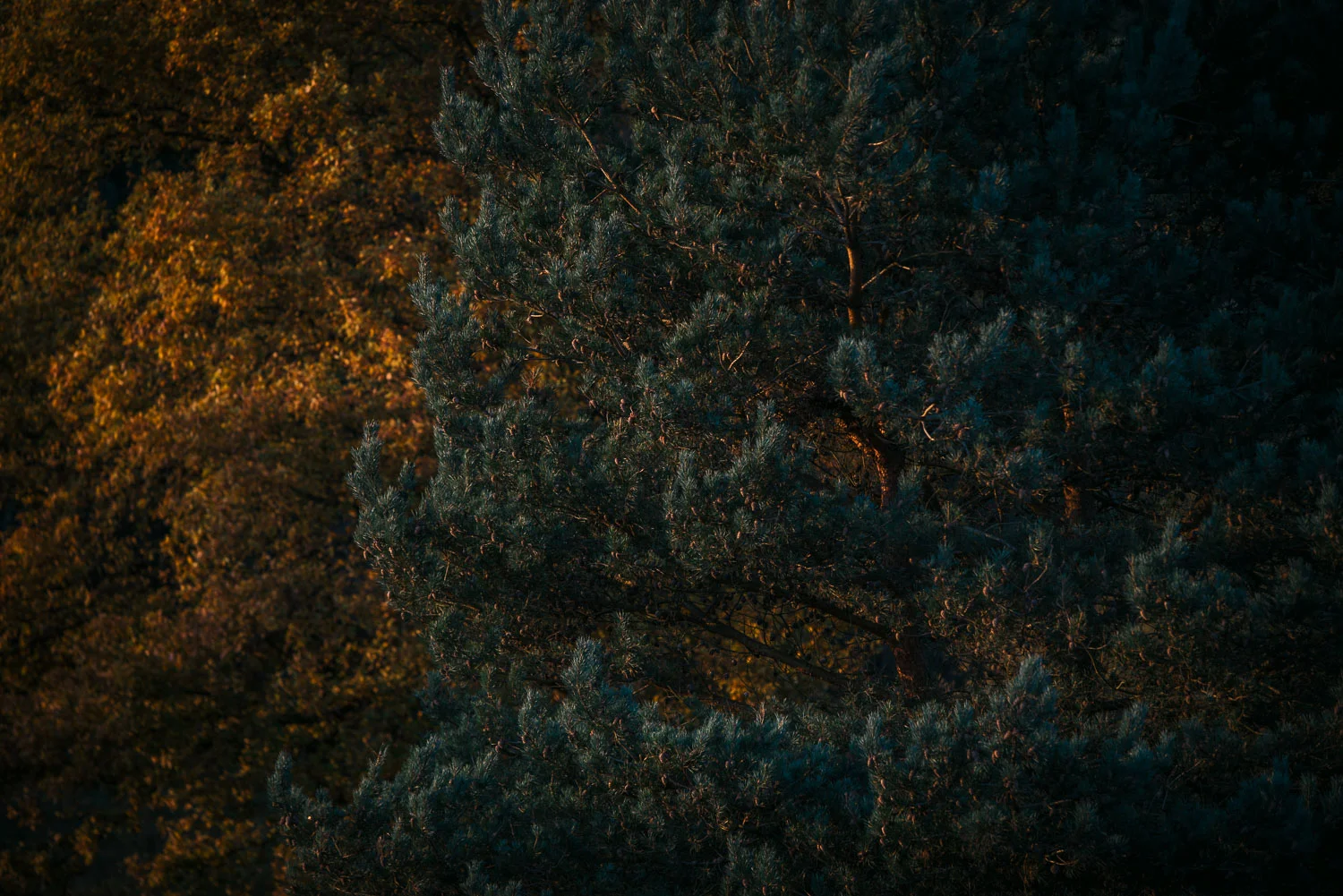Photographer in Worcestershire-7.jpg