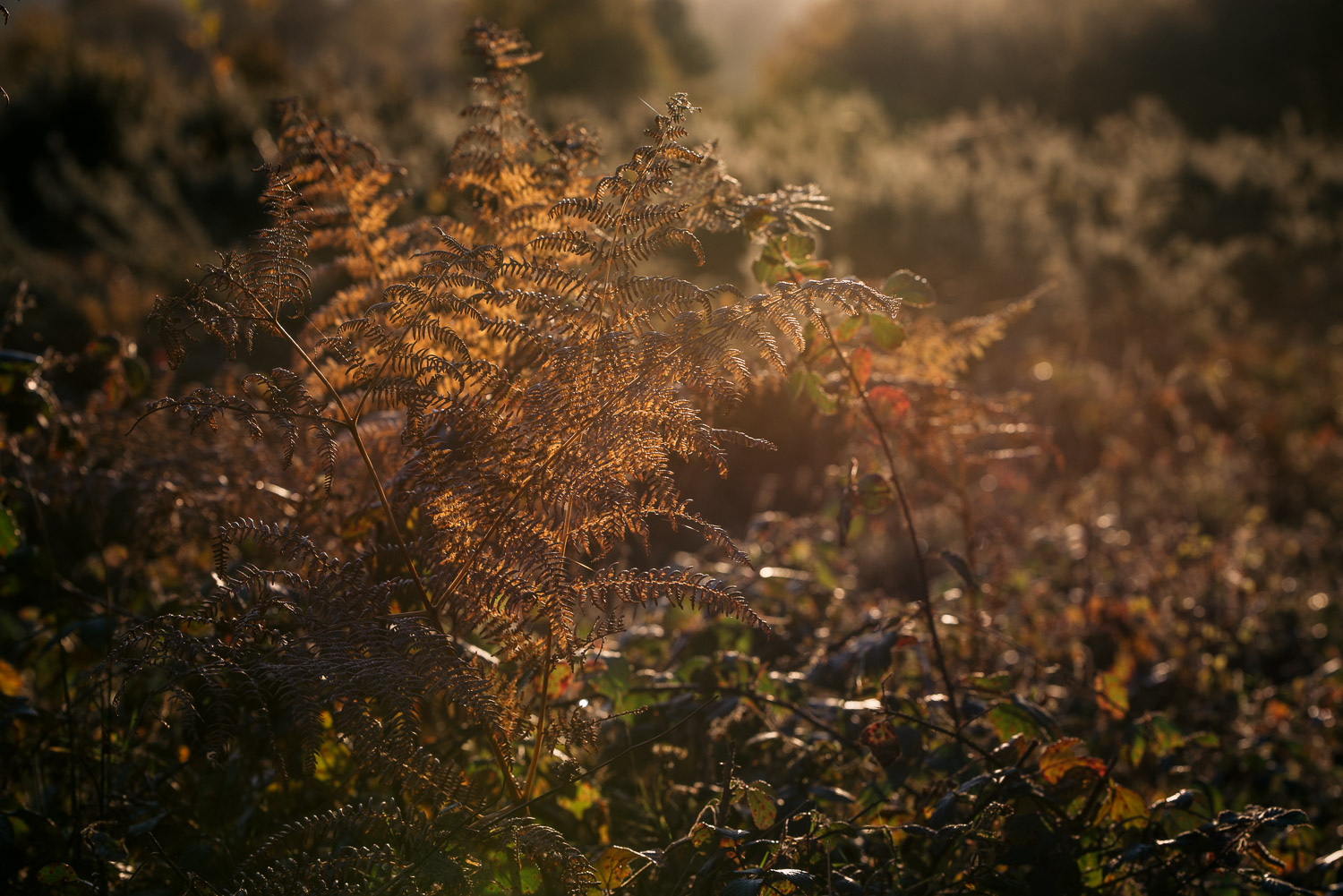 Photographer in Worcestershire-5.jpg