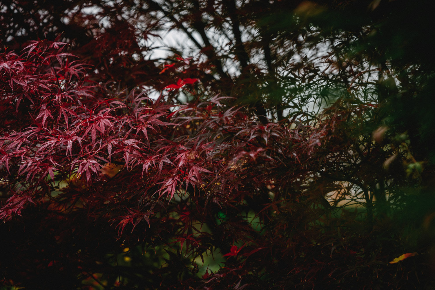 Autumn Colours-1.jpg