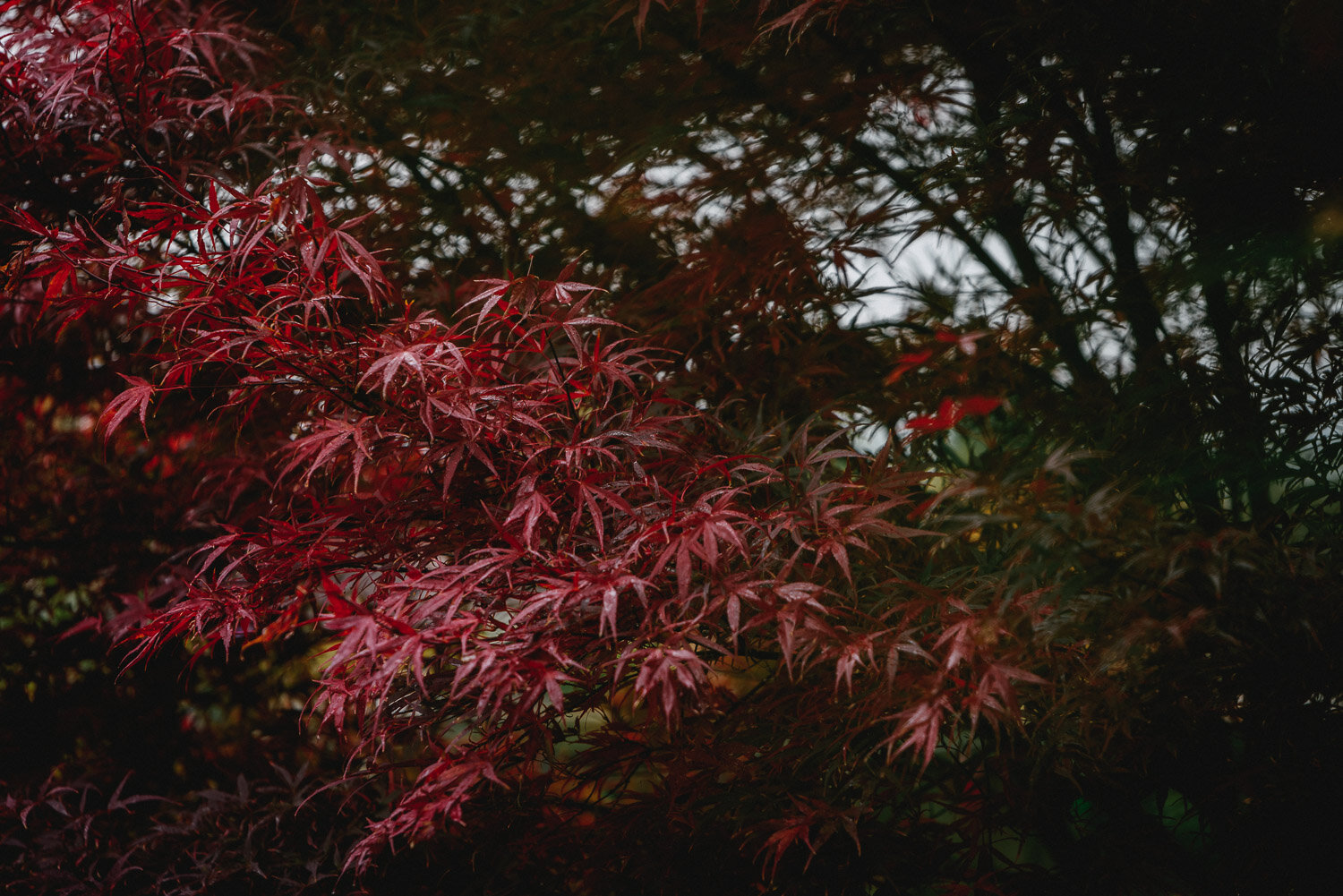Autumn Colours-2.jpg