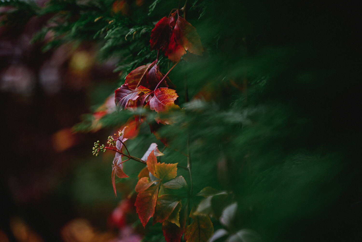 Autumn Colours-3.jpg
