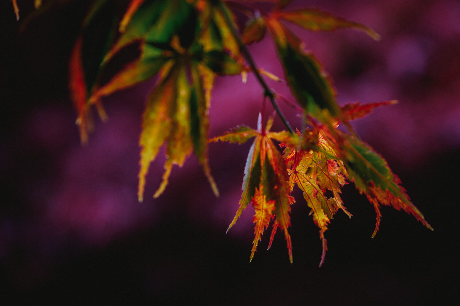 Autumn Colours-4.jpg