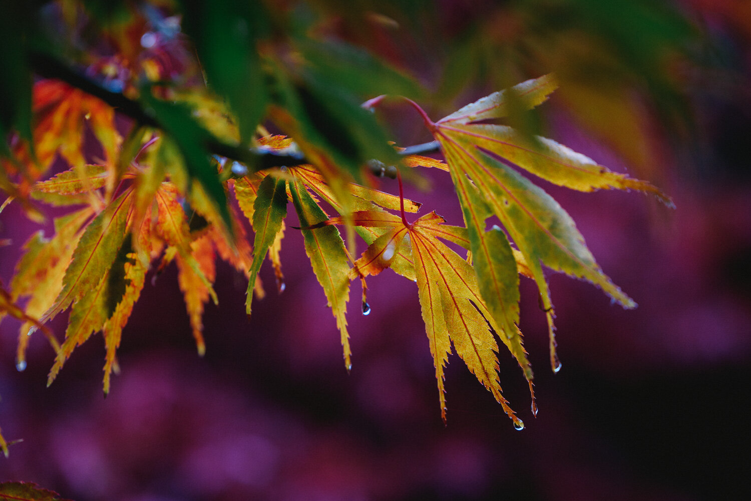 Autumn Colours-5.jpg