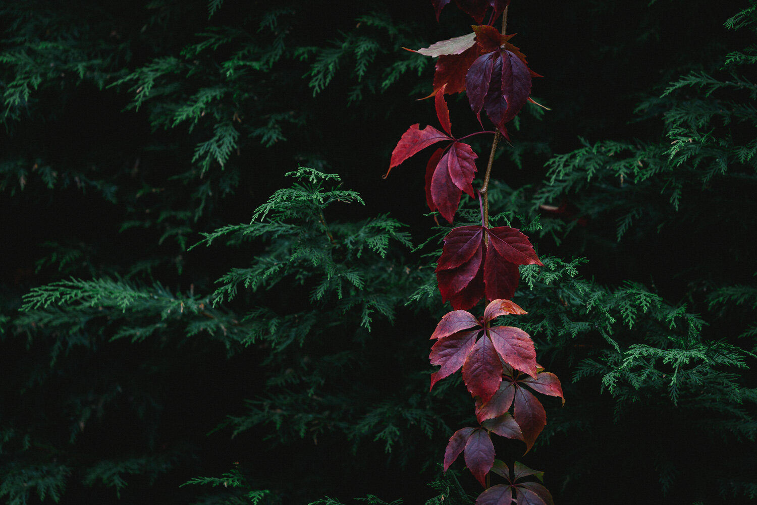 Autumn Colours-6.jpg