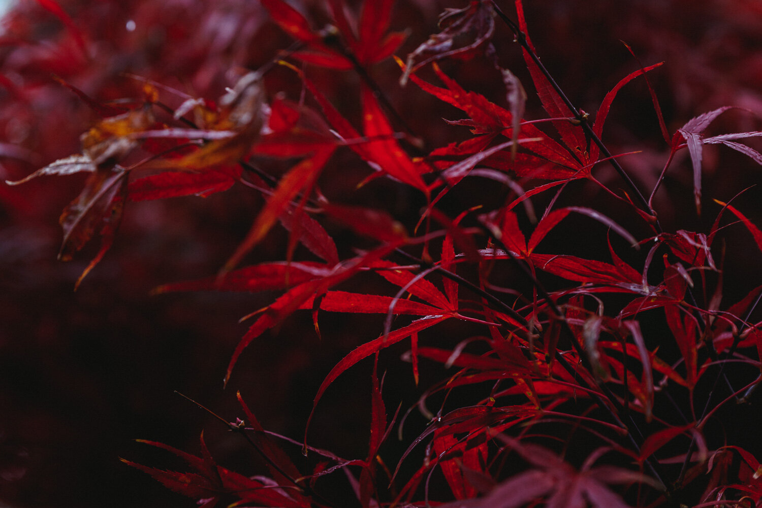 Autumn Colours-7.jpg