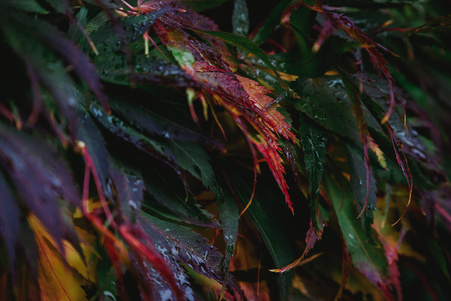 Autumn Colours-9.jpg