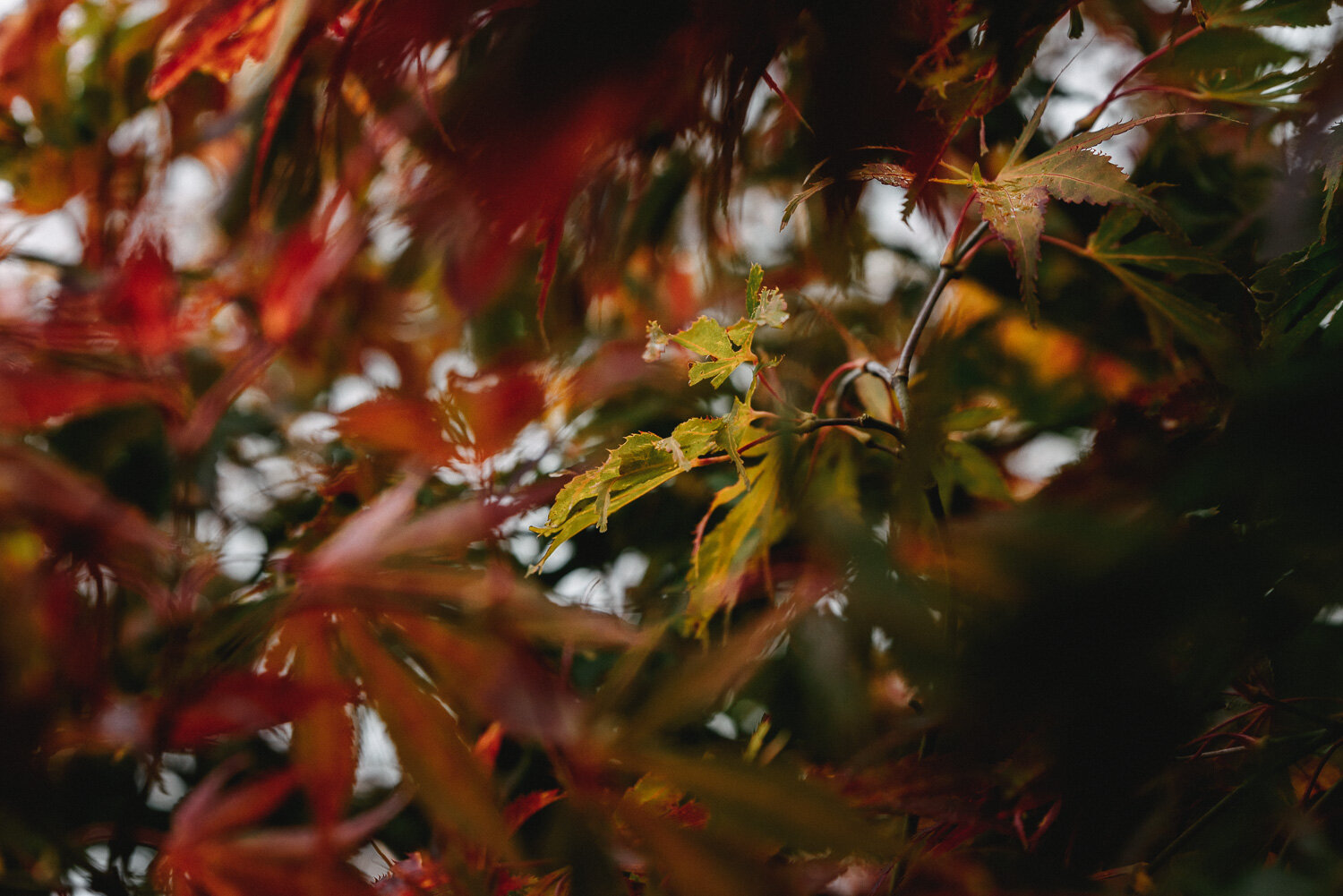 Autumn Colours-13.jpg