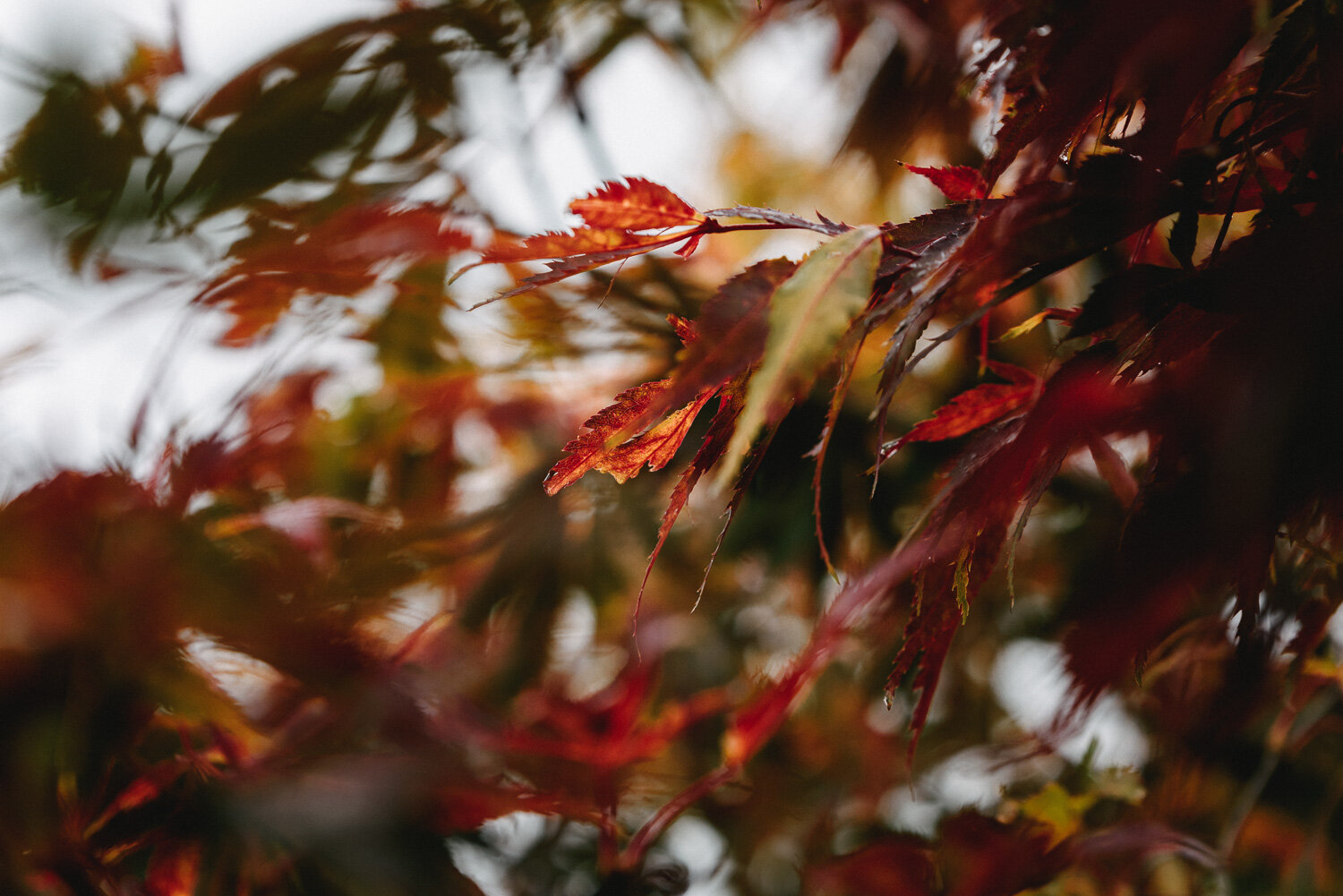 Autumn Colours-14.jpg