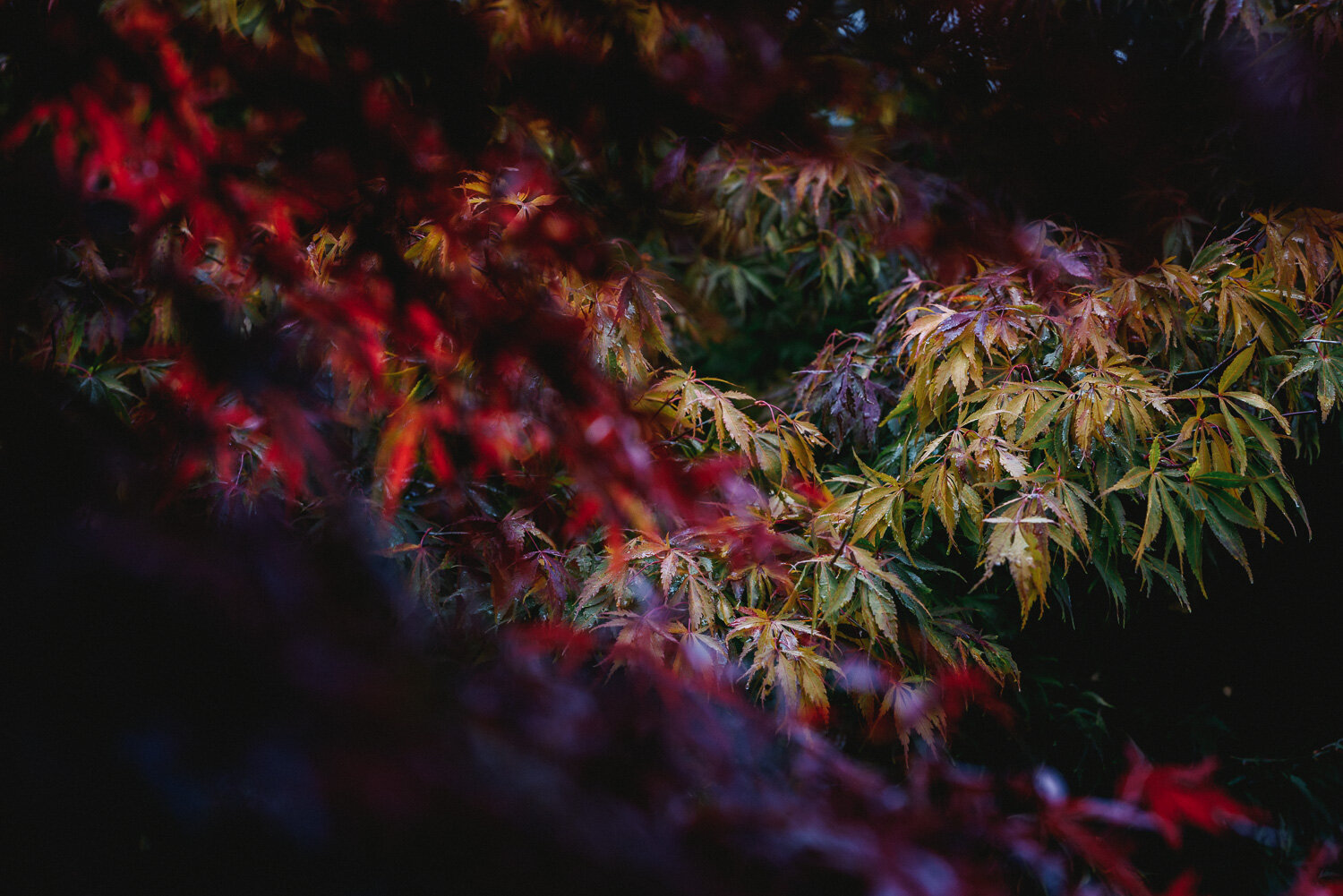 Autumn Colours-17.jpg